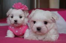 disponibili cuccioli di maltesi toy