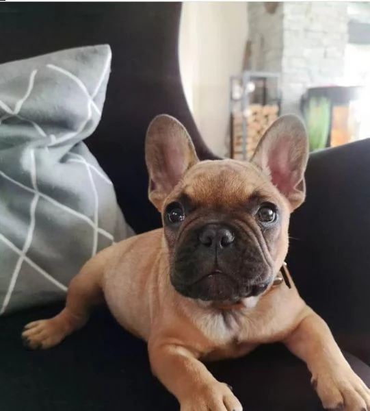 regalo  bulldog francese  hfh | Foto 0