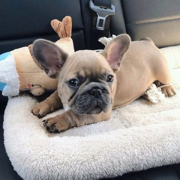  regalo bouledogue francese | Foto 0