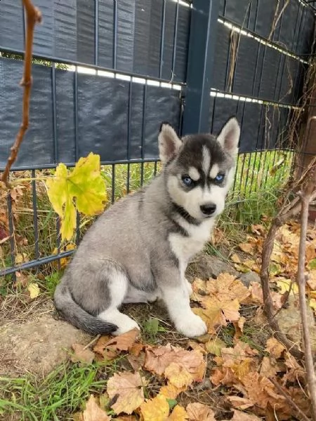 4 siberian husky occhi color ghiaccio stupendi