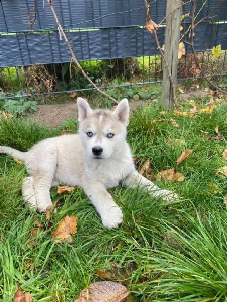 4 siberian husky occhi color ghiaccio stupendi | Foto 3