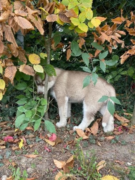 4 siberian husky occhi color ghiaccio stupendi | Foto 2