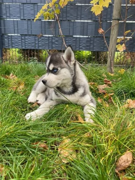 4 siberian husky occhi color ghiaccio stupendi | Foto 0