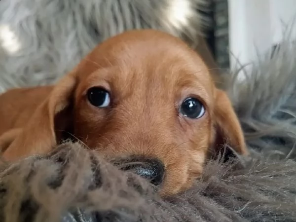 disponibili cuccioli di bassotto  | Foto 2