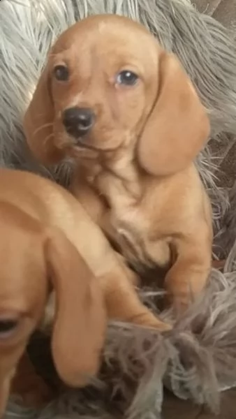 disponibili cuccioli di bassotto  | Foto 1