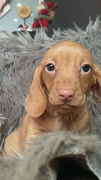 disponibili cuccioli di bassotto  | Foto 0