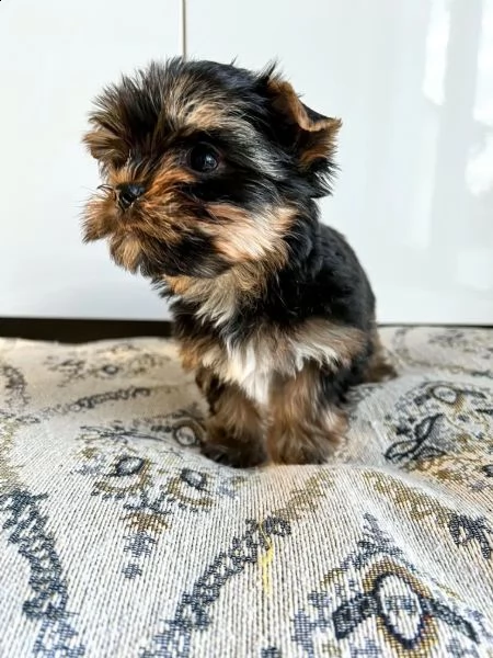 bellissimi cuccioli di yorkshire terrier disponibili | Foto 2