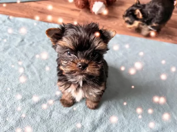 bellissimi cuccioli di yorkshire terrier disponibili | Foto 1