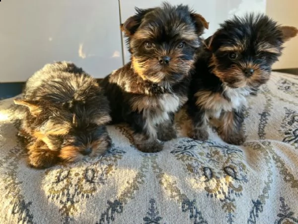 bellissimi cuccioli di yorkshire terrier disponibili | Foto 0
