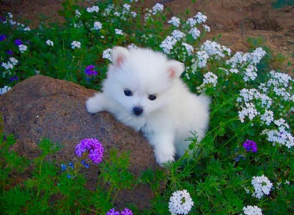 regalo maltese  | Foto 0