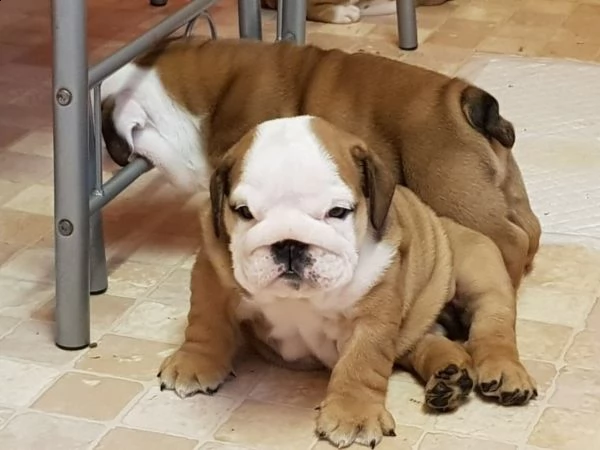 regalo bulldog inglese cuccioli disponibili