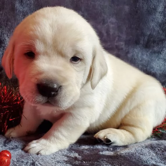 bello labrador , maschio e femmina,  in regalo