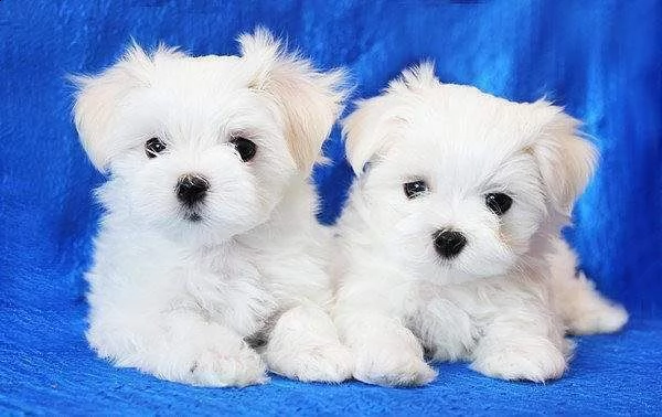 un cucciolo maltese maschio