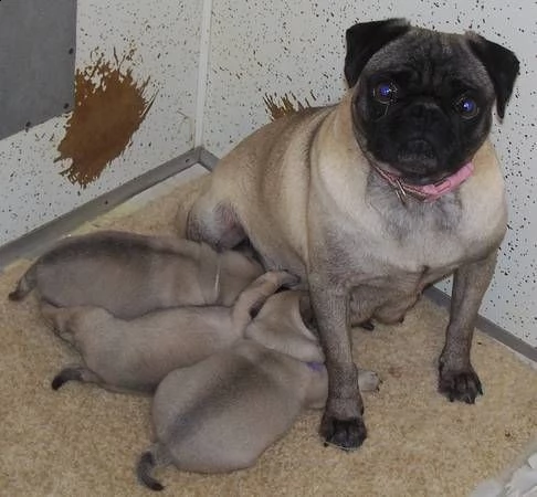 cucciolo carlino da negoziante......