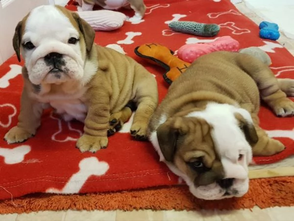 regalo bulldog inglese cuccioli disponibili,.,.,