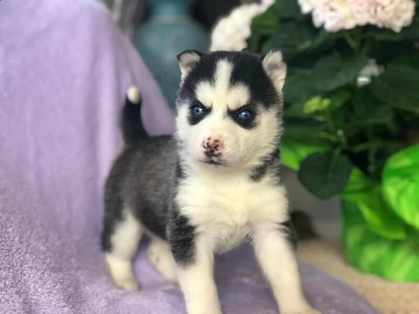 cuccioli di husky siberiano di razza pura | Foto 0