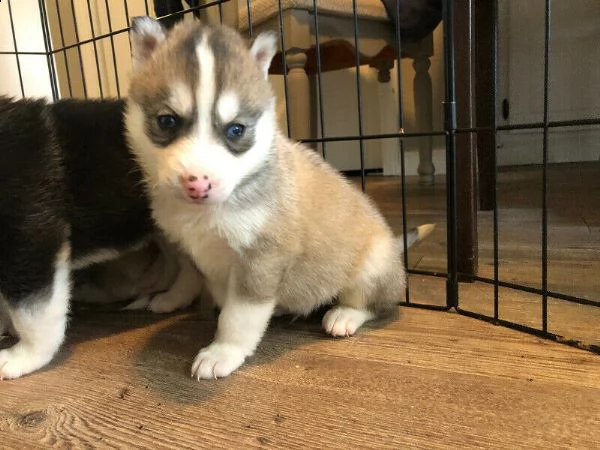 cuccioli di husky siberiano di razza pura