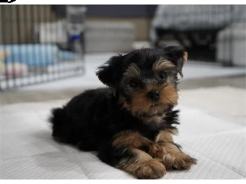 molto piccoli cuccioli di yorkie da tè ora disponibili