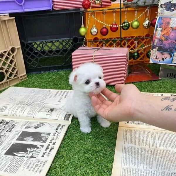  regalo maltese
