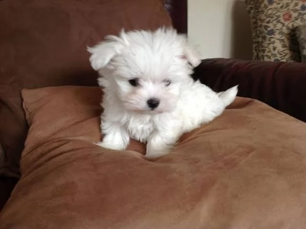 regalo maltese toy %%%%% | Foto 0