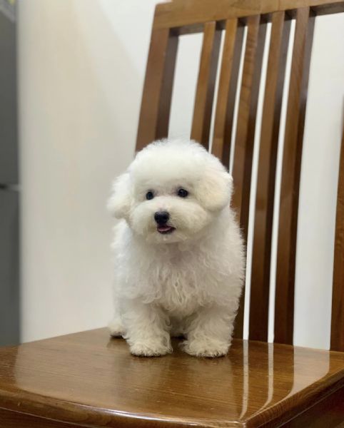 cuccioli barboncini toy | Foto 0