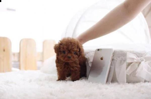 2regalo barboncino[] | Foto 0