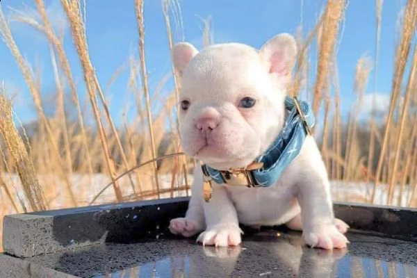 disponibile cucciolo di bulldog francese | Foto 0