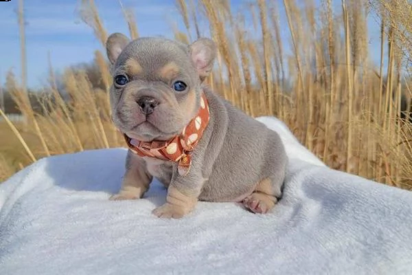 disponibile cucciolo di bulldog francese