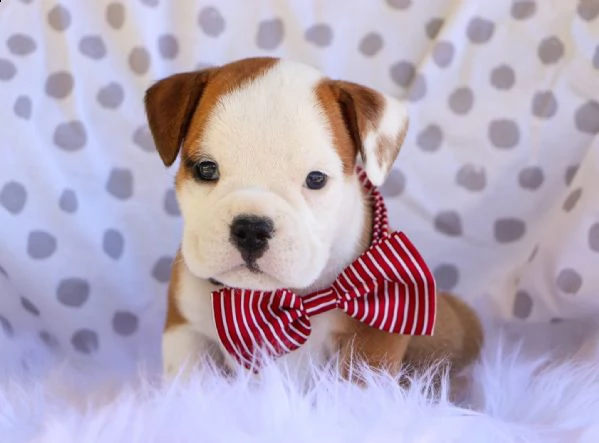 adorabili cuccioli di bulldog inglese per nuove case amorevoli. | Foto 3