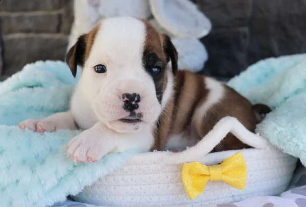 adorabili cuccioli di bulldog inglese per nuove case amorevoli. | Foto 2