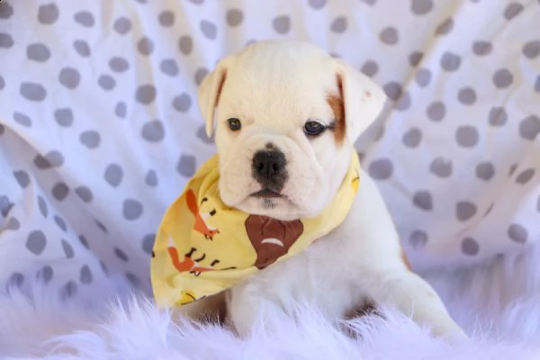 adorabili cuccioli di bulldog inglese per nuove case amorevoli.