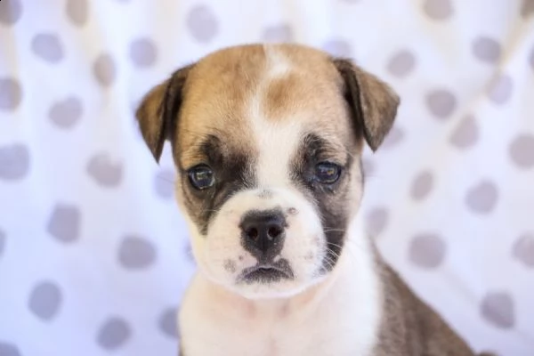 adorabili cuccioli di bulldog inglese per nuove case amorevoli. | Foto 1