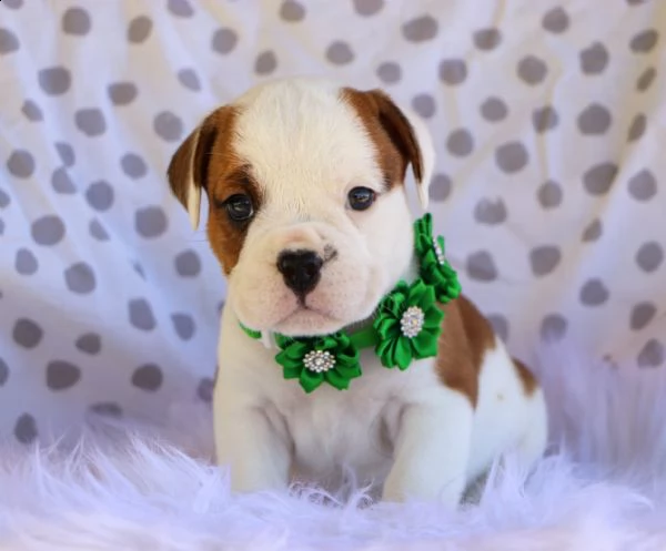 adorabili cuccioli di bulldog inglese per nuove case amorevoli. | Foto 0