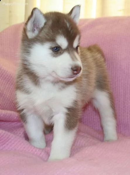 regalo cuccioli siberian husky maschio e femmina abbiamo disponibili cuccioli di siberian husky masc