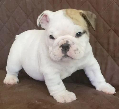 regalo bulldog cuccioli disponible