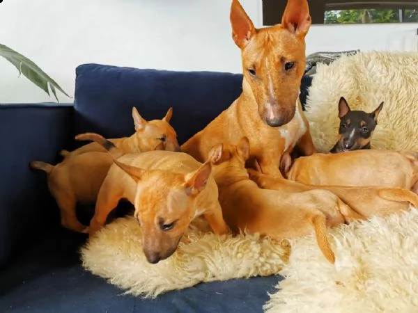 regalo cuccioli di pitbull 