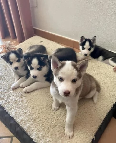 vendita cuccioli di siberian husky occhi azzurri | Foto 0