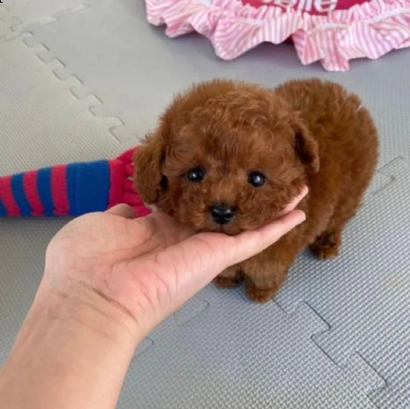 2regalo barboncinohddbj | Foto 0