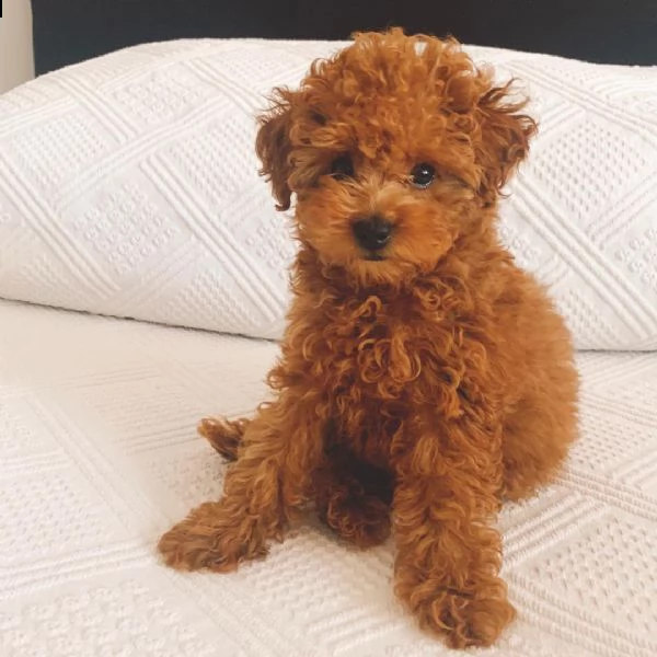 2regalo barboncino | Foto 0