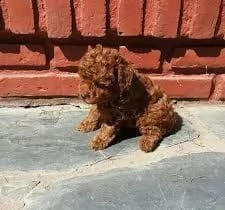  x2regalo barboncino xxxxxx