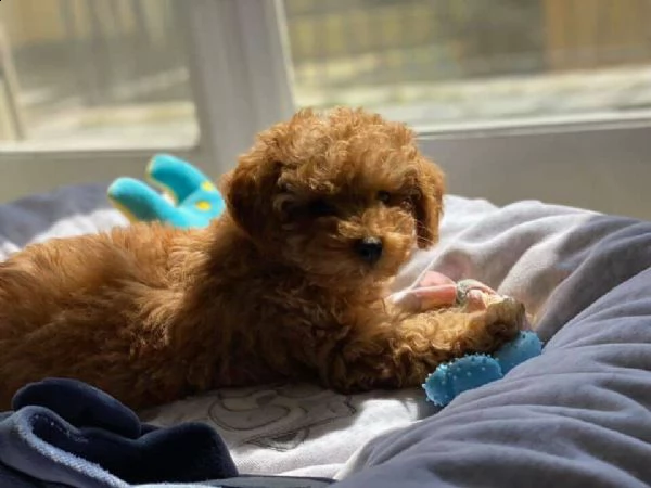  x2regalo barboncino xxxxxx | Foto 0