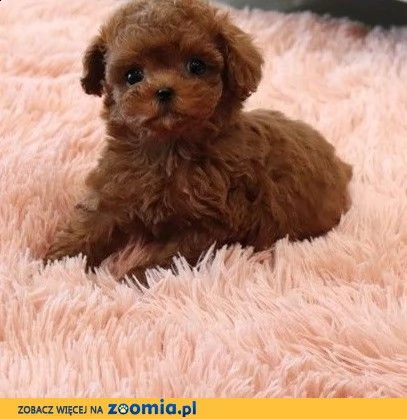 regalo barboncino mini /toy