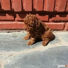 regalo barboncino mini /toy | Foto 0