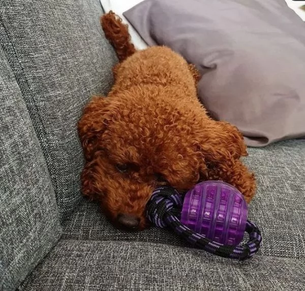  ***2regalo barboncino | Foto 0