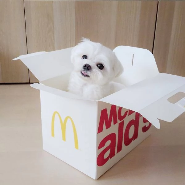  regalo maltese | Foto 0