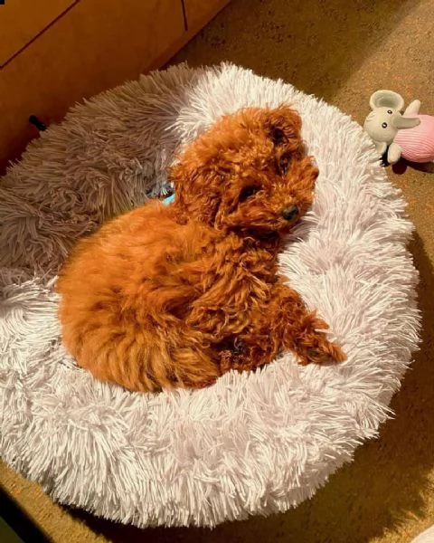 regalo barboncino toy disponibile,,  | Foto 0