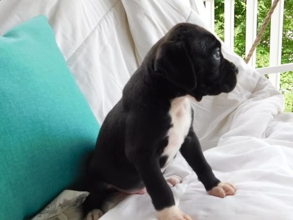 revalo boxers mini | Foto 0