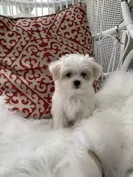 maltezer | Foto 0