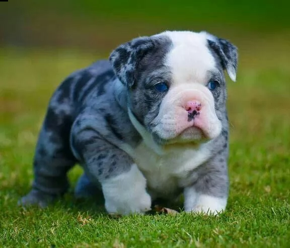 english bulldog