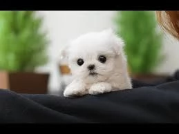 maltezer | Foto 0